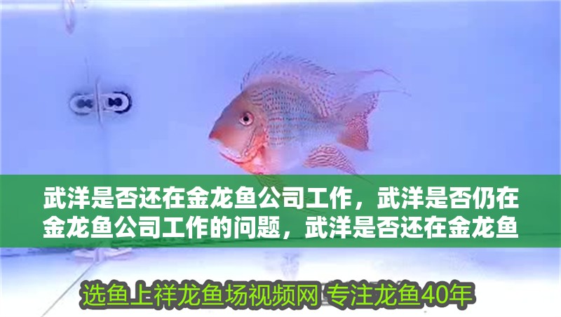 武洋是否還在金龍魚公司工作，武洋是否仍在金龍魚公司工作的問題，武洋是否還在金龍魚公司工作