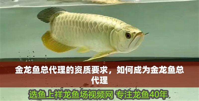 金龍魚總代理的資質要求，如何成為金龍魚總代理