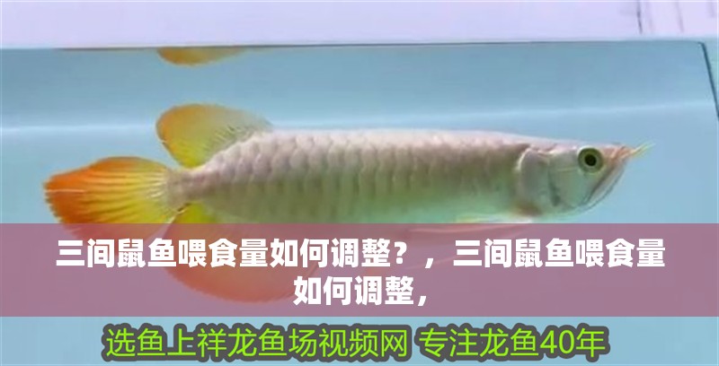 三間鼠魚喂食量如何調整？，三間鼠魚喂食量如何調整，