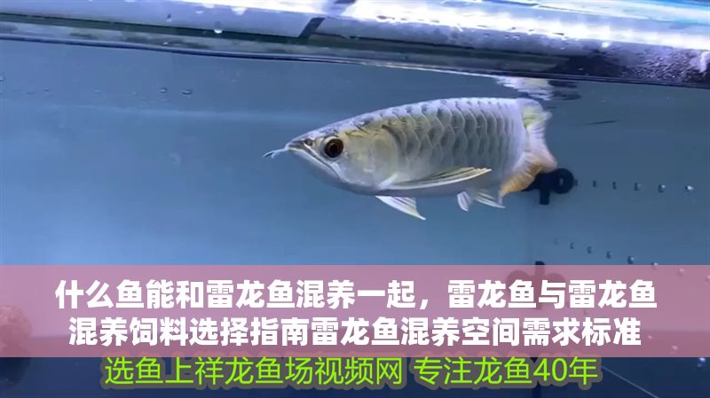 什么魚能和雷龍魚混養一起，雷龍魚與雷龍魚混養飼料選擇指南雷龍魚混養空間需求標準