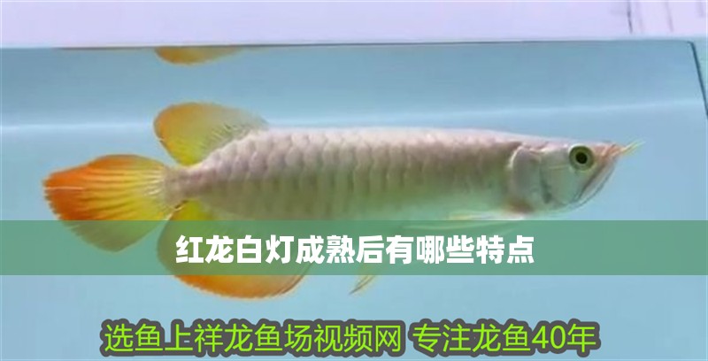 紅龍白燈成熟后有哪些特點(diǎn)