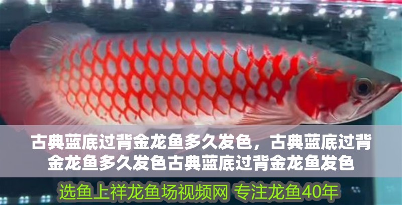 古典藍底過背金龍魚多久發色，古典藍底過背金龍魚多久發色古典藍底過背金龍魚發色