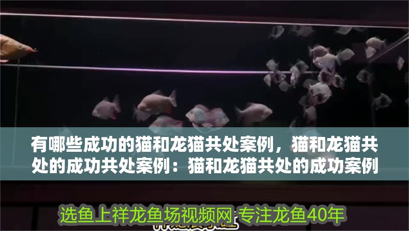 有哪些成功的貓和龍貓共處案例,貓和龍貓共處的成功共處案例:貓和龍貓共處的成功案例