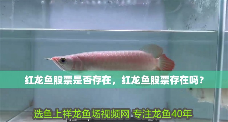 紅龍魚股票是否存在，紅龍魚股票存在嗎？