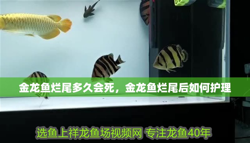 金龍魚爛尾多久會死,金龍魚爛尾后如何護理