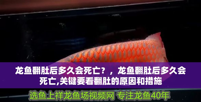 龍魚翻肚后多久會死亡？，龍魚翻肚后多久會死亡,關鍵要看翻肚的原因和措施