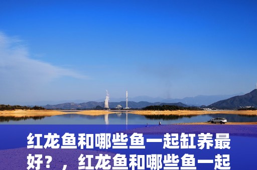 紅龍魚和哪些魚一起缸養最好？，紅龍魚和哪些魚一起養最好？