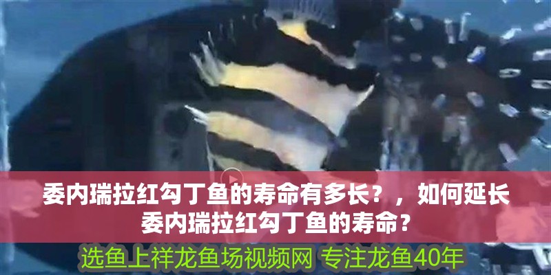 委內瑞拉紅勾丁魚的壽命有多長？，如何延長委內瑞拉紅勾丁魚的壽命？