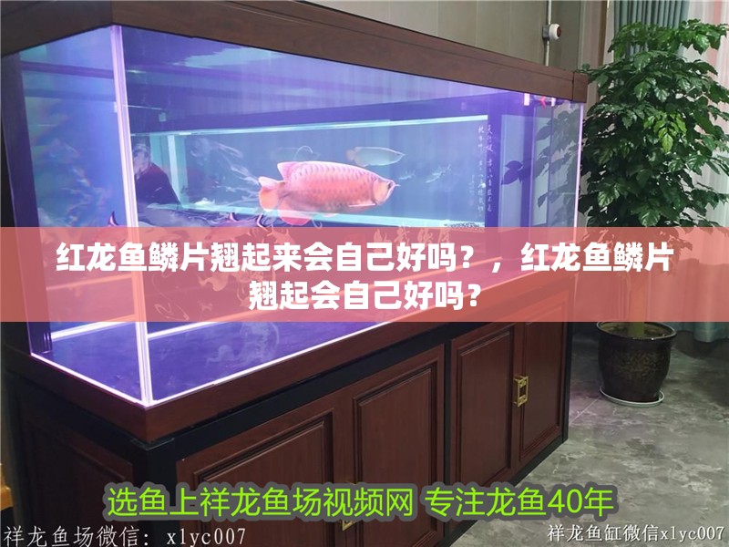 紅龍魚鱗片翹起來會自己好嗎？，紅龍魚鱗片翹起會自己好嗎？