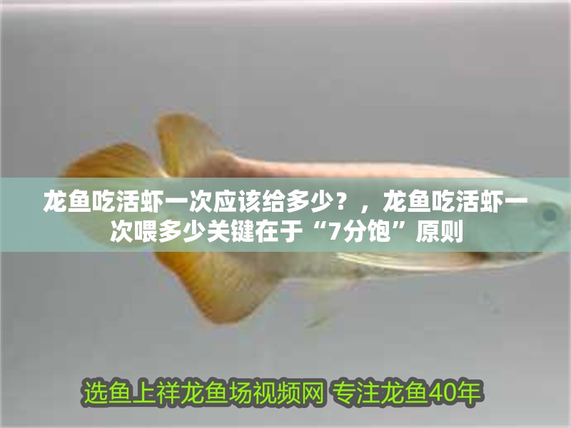 龍魚吃活蝦一次應該給多少？，龍魚吃活蝦一次喂多少關鍵在于“7分飽”原則