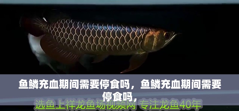 魚鱗充血期間需要停食嗎，魚鱗充血期間需要停食嗎，