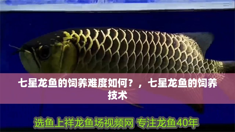 七星龍魚的飼養難度如何?,七星龍魚的飼養技術