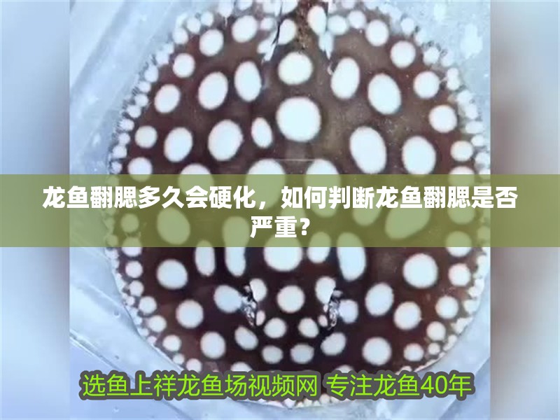 龍魚翻腮多久會硬化，如何判斷龍魚翻腮是否嚴重？