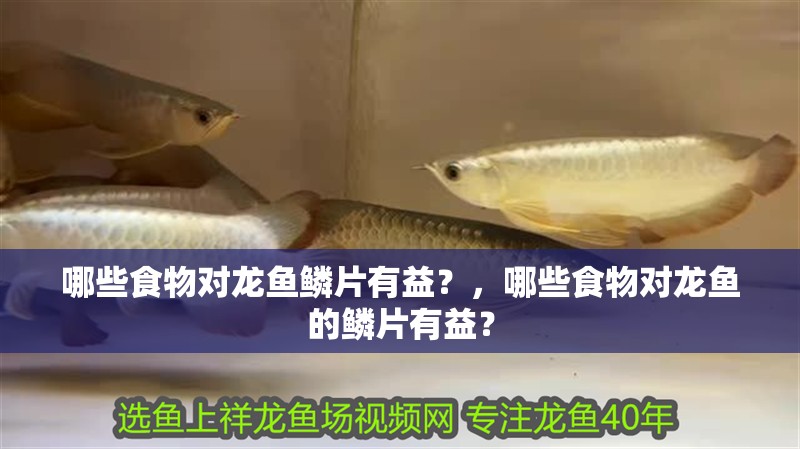 哪些食物對龍魚鱗片有益？，哪些食物對龍魚的鱗片有益？