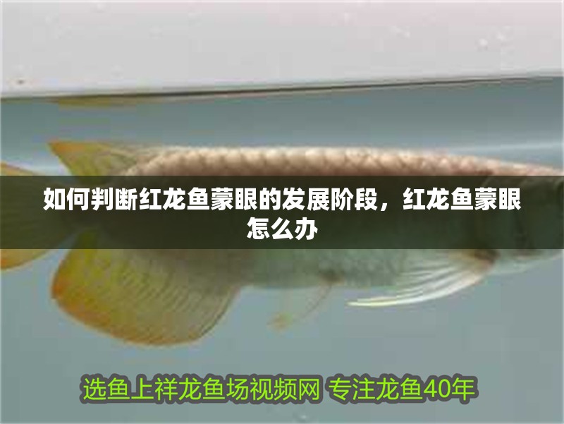 如何判斷紅龍魚蒙眼的發展階段,紅龍魚蒙眼怎么辦
