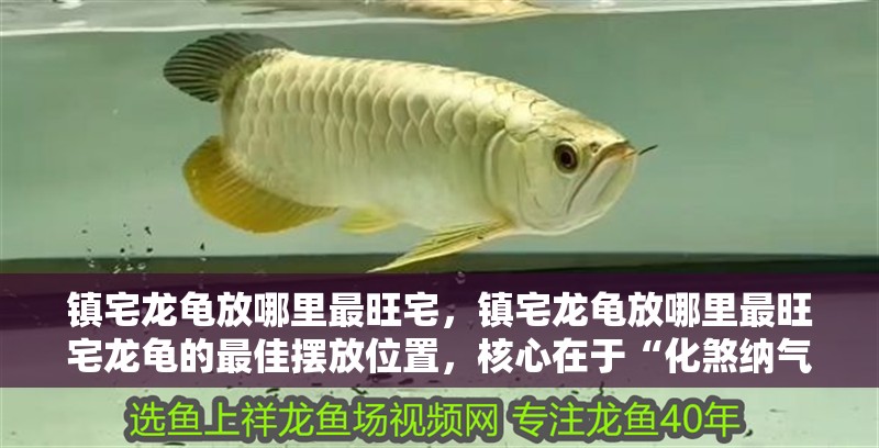 鎮宅龍龜放哪里最旺宅，鎮宅龍龜放哪里最旺宅龍龜的最佳擺放位置，核心在于“化煞納氣、穩中生財”