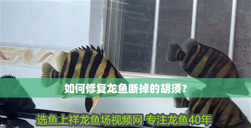 如何修復龍魚斷掉的胡須？