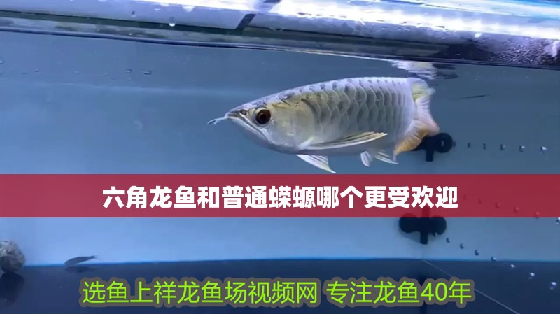 六角龍魚和普通蠑螈哪個更受歡迎