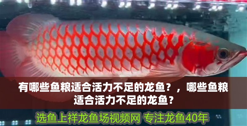 有哪些魚糧適合活力不足的龍魚？，哪些魚糧適合活力不足的龍魚？