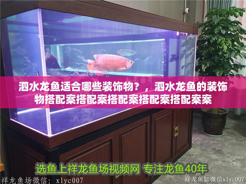 泗水龍魚適合哪些裝飾物？，泗水龍魚的裝飾物搭配案搭配案搭配案搭配案搭配案案