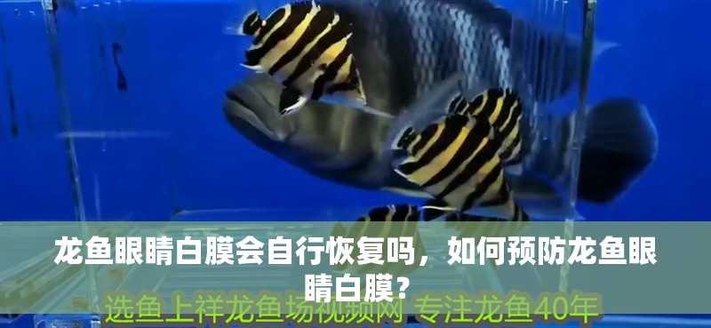 龍魚眼睛白膜會自行恢復嗎，如何預防龍魚眼睛白膜？