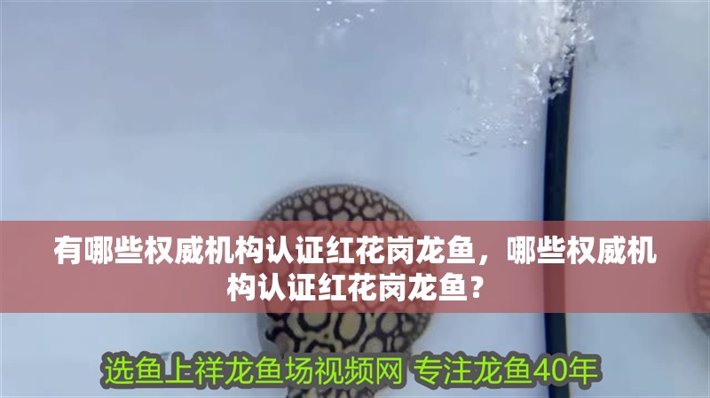 有哪些權威機構認證紅花崗龍魚,哪些權威機構認證紅花崗龍魚?