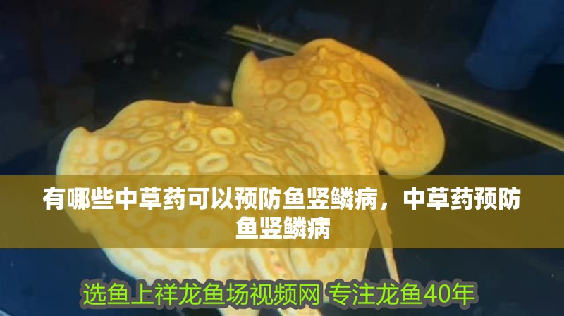 有哪些中草藥可以預防魚豎鱗病,中草藥預防魚豎鱗病