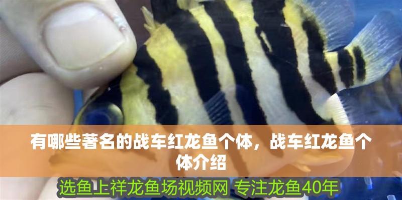 有哪些著名的戰車紅龍魚個體,戰車紅龍魚個體介紹