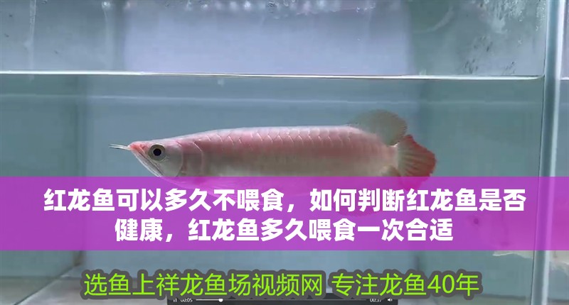 紅龍魚可以多久不喂食，如何判斷紅龍魚是否健康，紅龍魚多久喂食一次合適