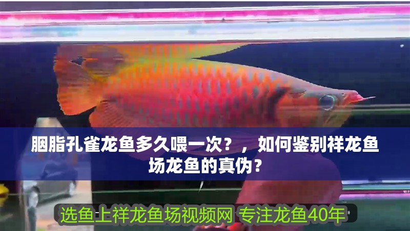 胭脂孔雀龍魚多久喂一次？，如何鑒別祥龍魚場龍魚的真偽？