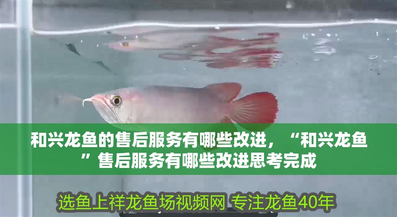 和興龍魚的售后服務有哪些改進，“和興龍魚”售后服務有哪些改進思考完成
