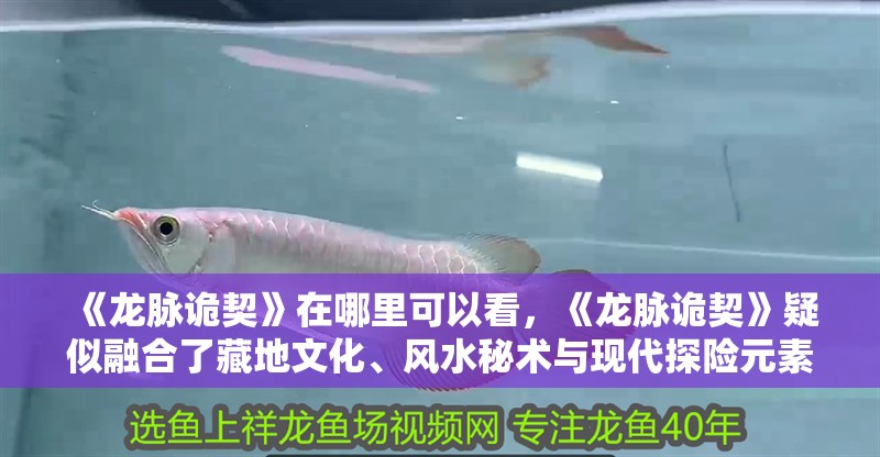 《龍脈詭契》在哪里可以看，《龍脈詭契》疑似融合了藏地文化、風(fēng)水秘術(shù)與現(xiàn)代探險(xiǎn)元素