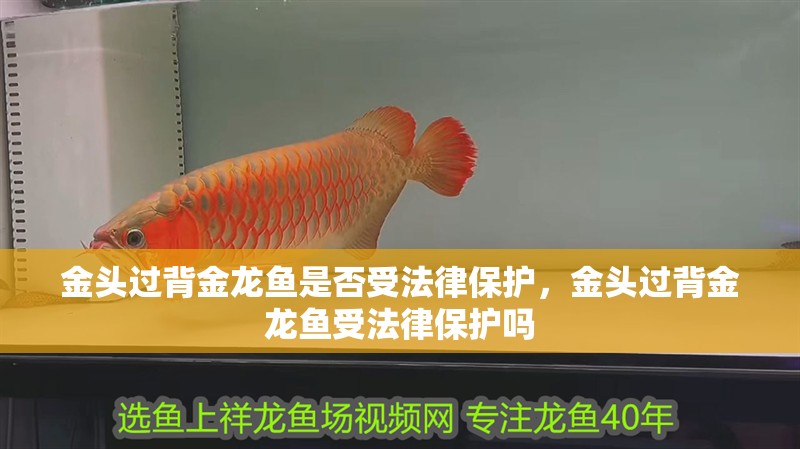 金頭過背金龍魚是否受法律保護，金頭過背金龍魚受法律保護嗎
