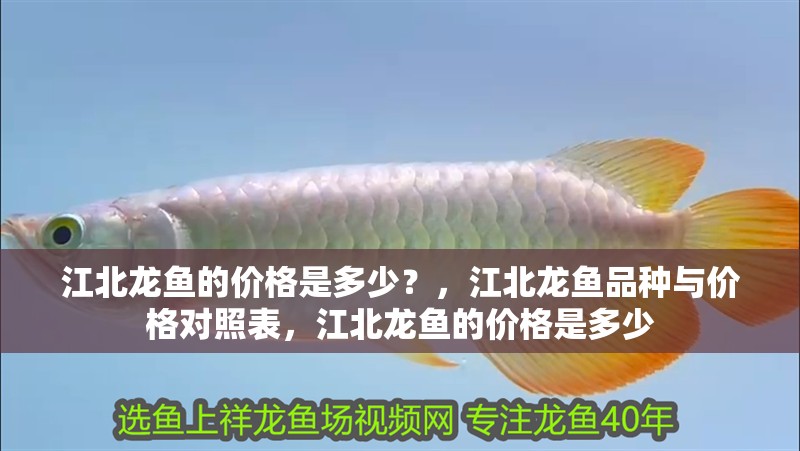 江北龍魚的價格是多少？，江北龍魚品種與價格對照表，江北龍魚的價格是多少
