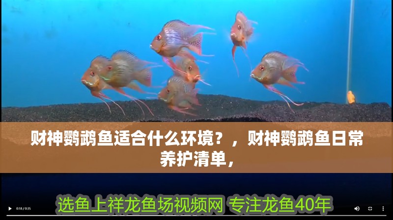 財神鸚鵡魚適合什么環境？，財神鸚鵡魚日常養護清單，