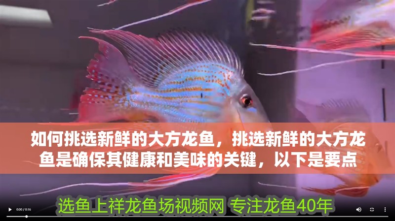 如何挑選新鮮的大方龍魚，挑選新鮮的大方龍魚是確保其健康和美味的關鍵，以下是要點