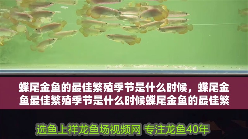 蝶尾金魚的最佳繁殖季節(jié)是什么時(shí)候，蝶尾金魚最佳繁殖季節(jié)是什么時(shí)候蝶尾金魚的最佳繁殖季節(jié)是什么時(shí)候