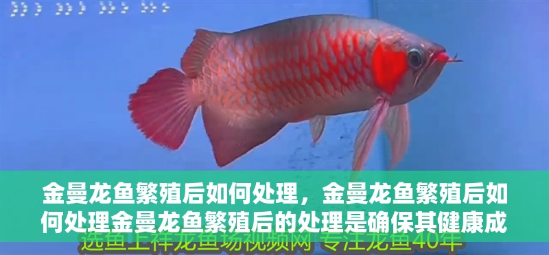 金曼龍魚(yú)繁殖后如何處理，金曼龍魚(yú)繁殖后如何處理金曼龍魚(yú)繁殖后的處理是確保其健康成長(zhǎng)的關(guān)鍵步驟