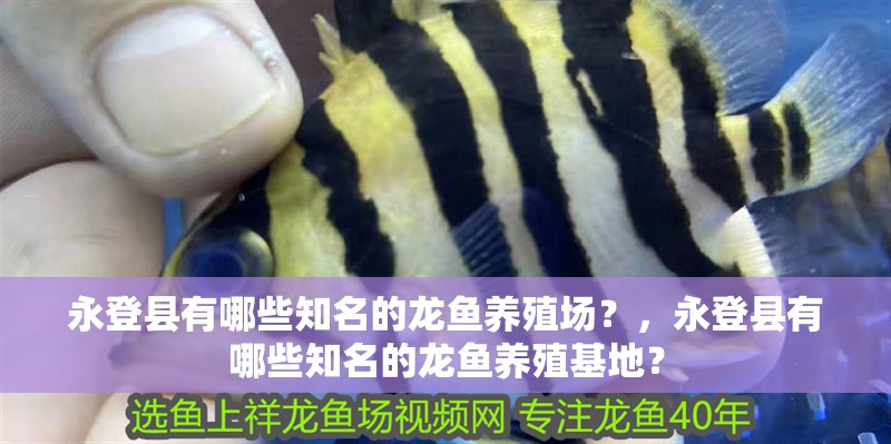 永登縣有哪些知名的龍魚養殖場？，永登縣有哪些知名的龍魚養殖基地？