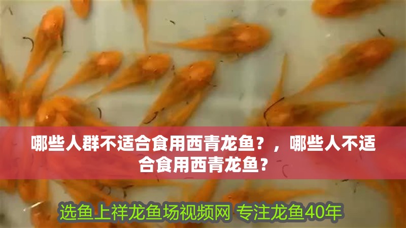 哪些人群不適合食用西青龍魚？，哪些人不適合食用西青龍魚？