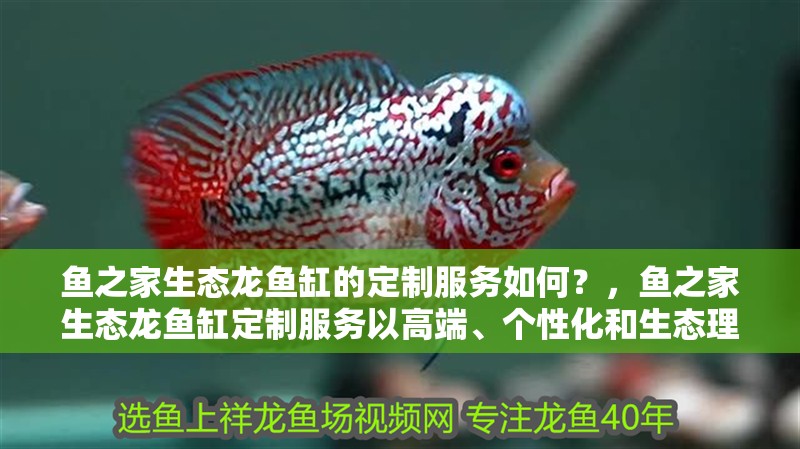 魚之家生態龍魚缸的定制服務如何？，魚之家生態龍魚缸定制服務以高端、個性化和生態理念為核心