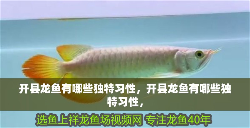 開縣龍魚有哪些獨特習性，開縣龍魚有哪些獨特習性，