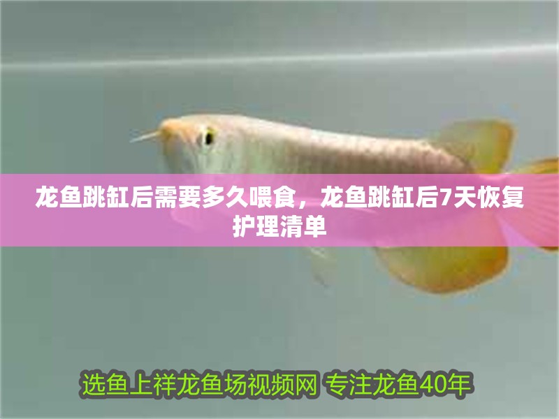 龍魚跳缸后需要多久喂食，龍魚跳缸后7天恢復(fù)護(hù)理清單
