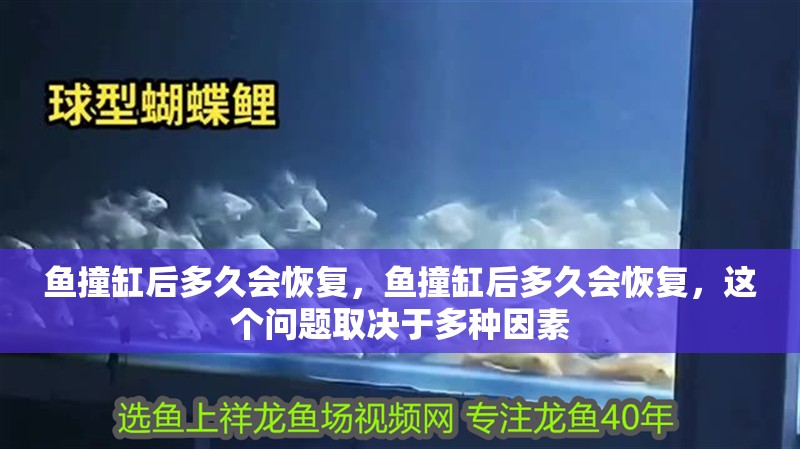 魚撞缸后多久會恢復(fù)，魚撞缸后多久會恢復(fù)，這個問題取決于多種因素