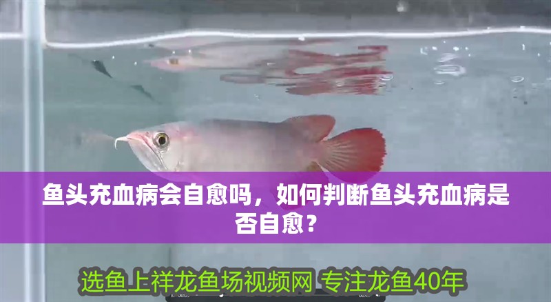 魚頭充血病會自愈嗎，如何判斷魚頭充血病是否自愈？