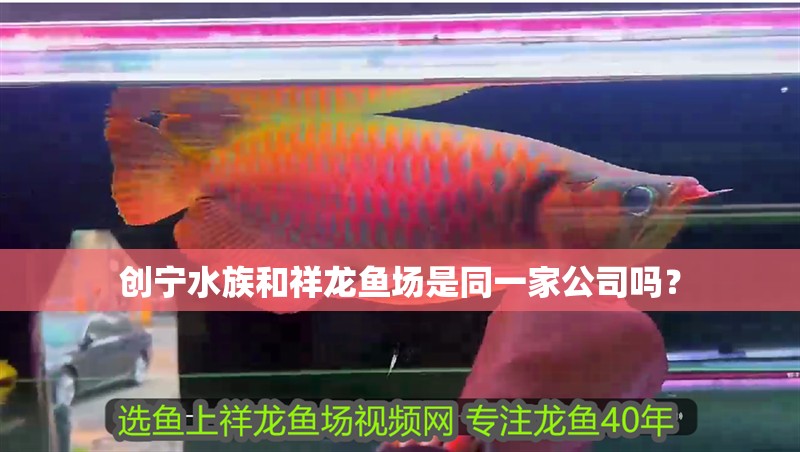 創(chuàng)寧水族和祥龍魚場是同一家公司嗎?