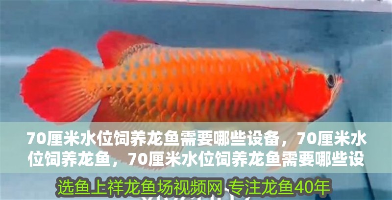 70厘米水位飼養(yǎng)龍魚需要哪些設(shè)備，70厘米水位飼養(yǎng)龍魚，70厘米水位飼養(yǎng)龍魚需要哪些設(shè)備