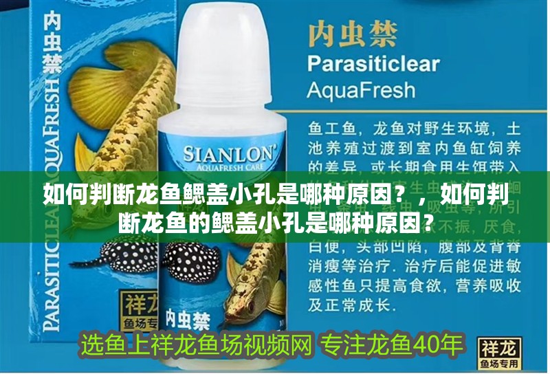 如何判斷龍魚鰓蓋小孔是哪種原因？，如何判斷龍魚的鰓蓋小孔是哪種原因？