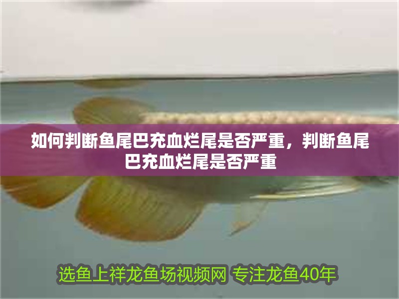 如何判斷魚尾巴充血爛尾是否嚴重，判斷魚尾巴充血爛尾是否嚴重