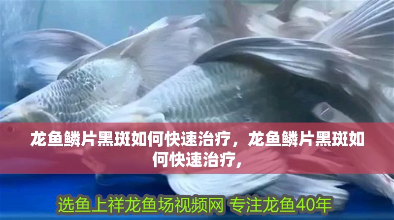龍魚鱗片黑斑如何快速治療，龍魚鱗片黑斑如何快速治療,
